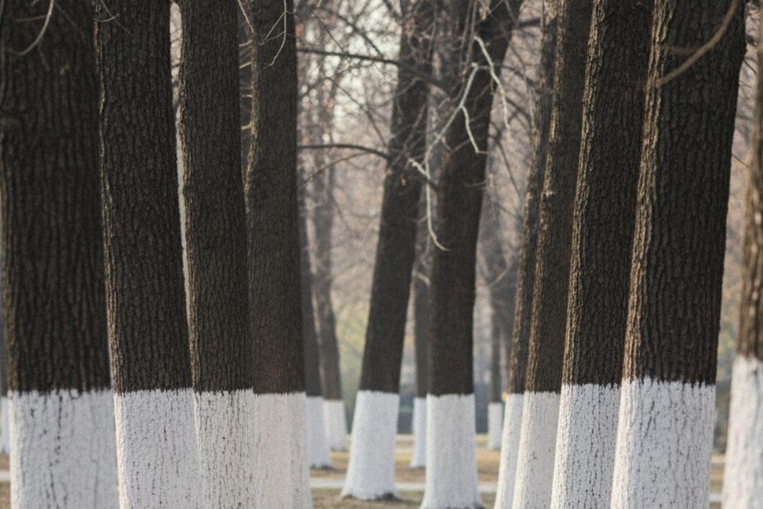 WHITE COATS IN THE ORCHARD, The Hidden Reason Experts Are Painting Tree Trunks This Season